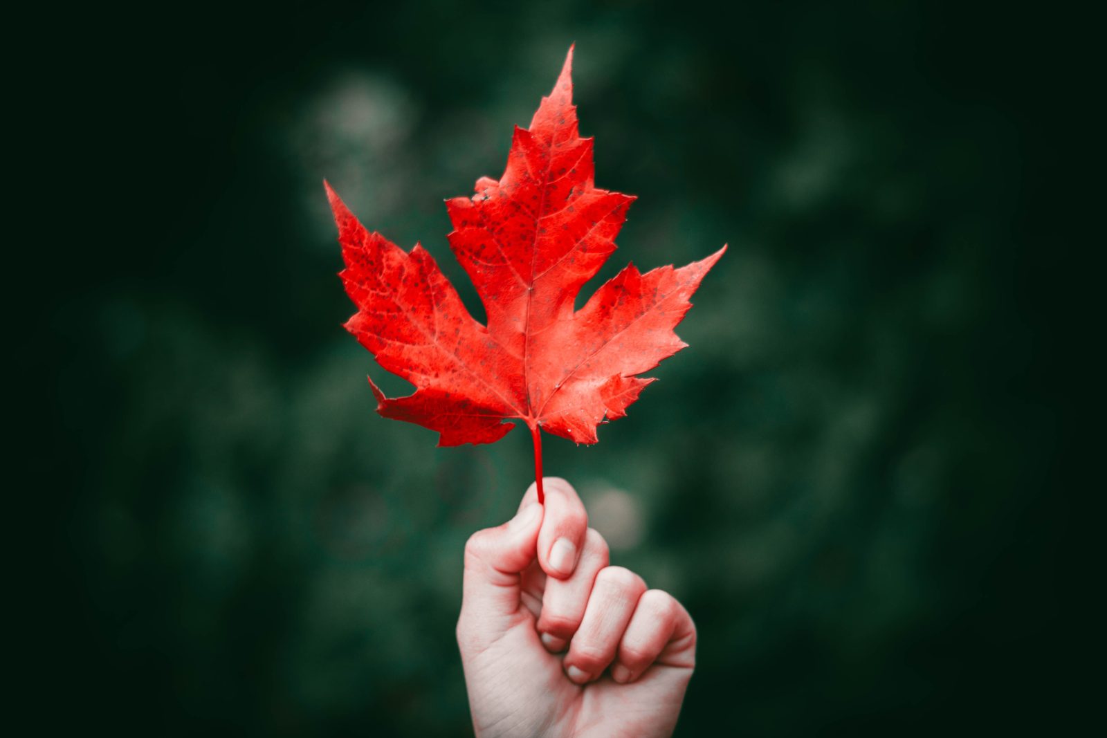 Someone holding up a red leaf